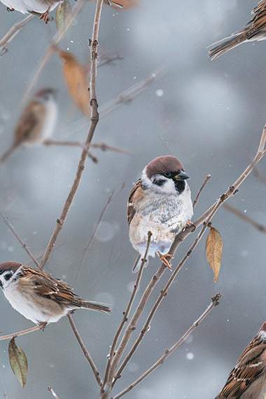 Call Of The Wild By Hoffman Sparrows