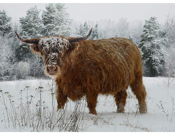 Call Of The Wild Panel By Hoffman Highland Cow