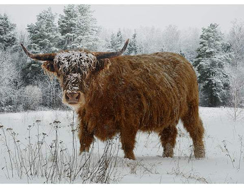 Call Of The Wild Panel By Hoffman Highland Cow