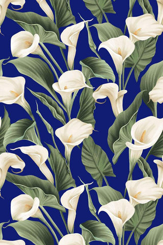 Colorido Calla Lily Dark Royal