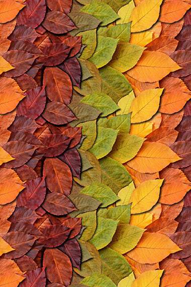 Homestead Leaves By Hoffman October