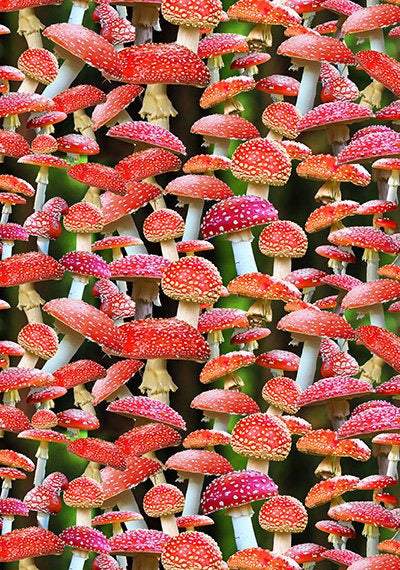 Homestead Mushrooms By Hoffman Red