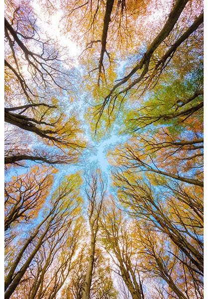 Homestead Trees Panel By Hoffman Treetops